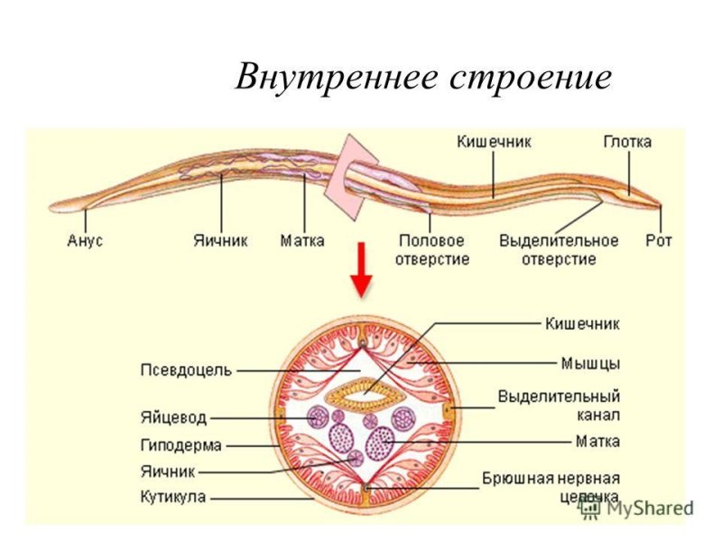 Внешнее строение круглых червей