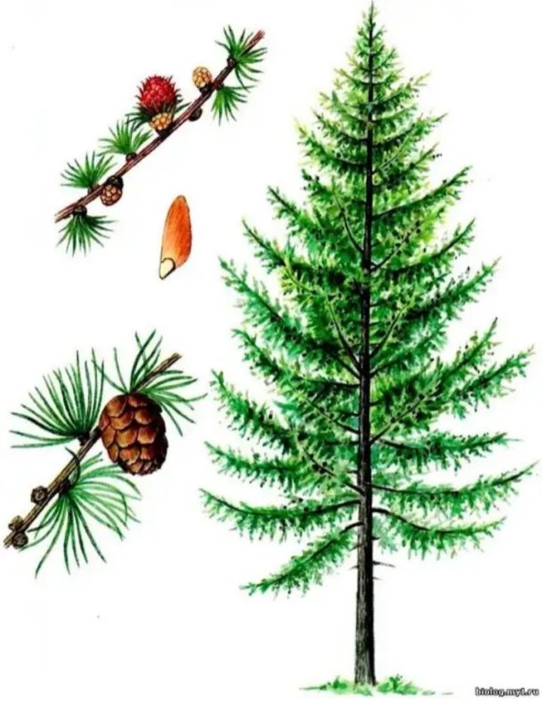 Лиственница Сибирская Larix sibirica