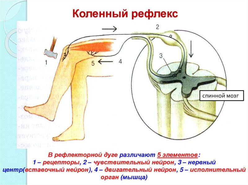 Схема коленного рефлекса 8 класс биология