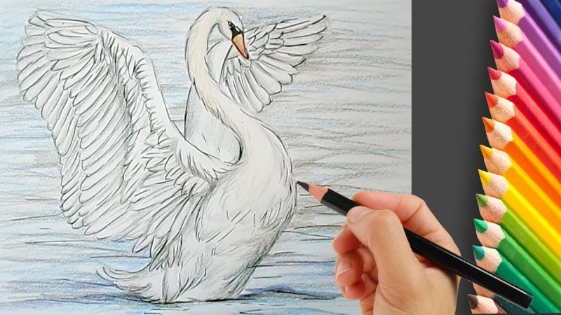 Рисование лебедя