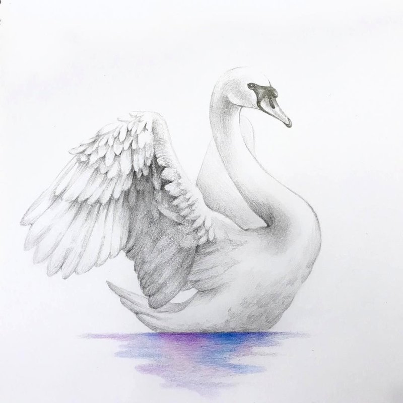 Лебедь рисунок
