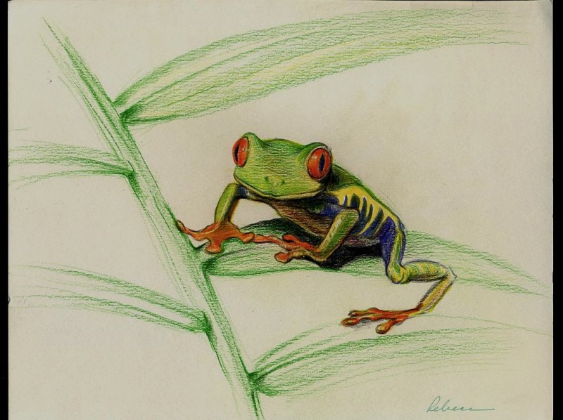 Рисунок лягушки для срисовки