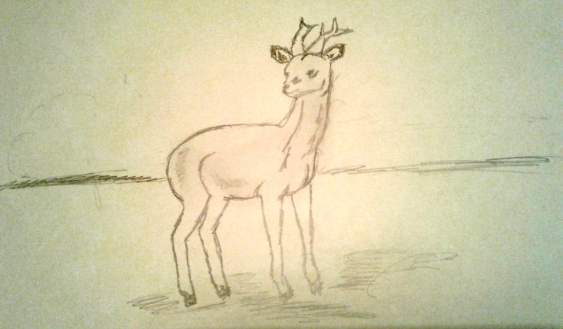 Косуля рисунок