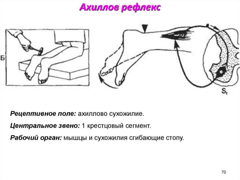 Схема дуги ахиллова рефлекса