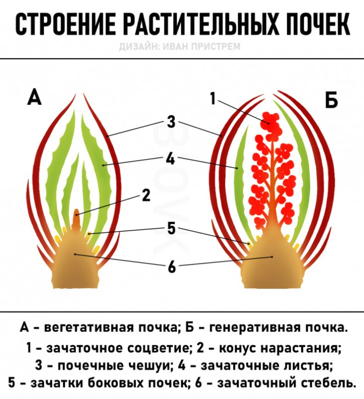 Строение почки ботаника