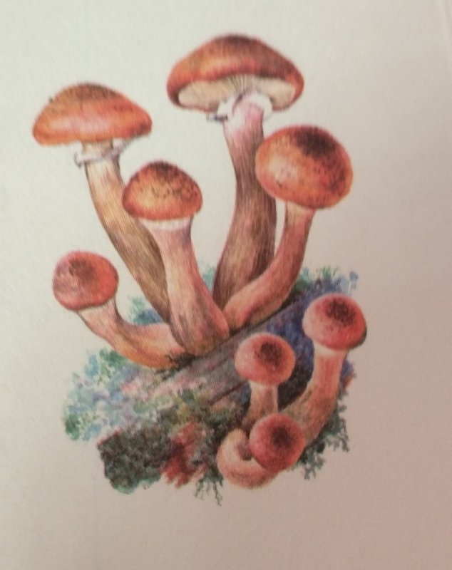 Рисунки грибов опята