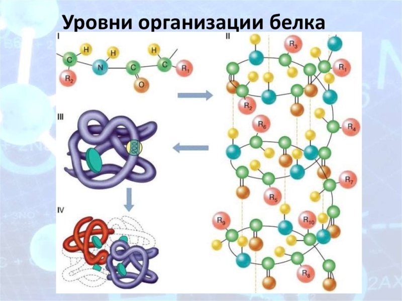 Рисунок уровни организации белков