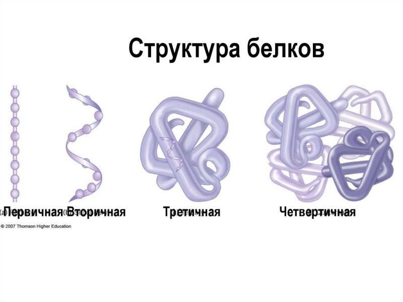 Структуры белка