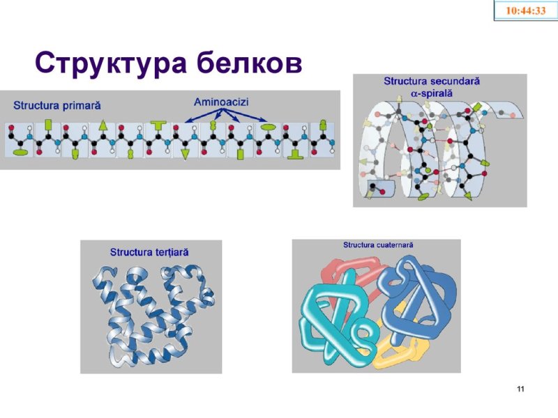 Структура белка биология