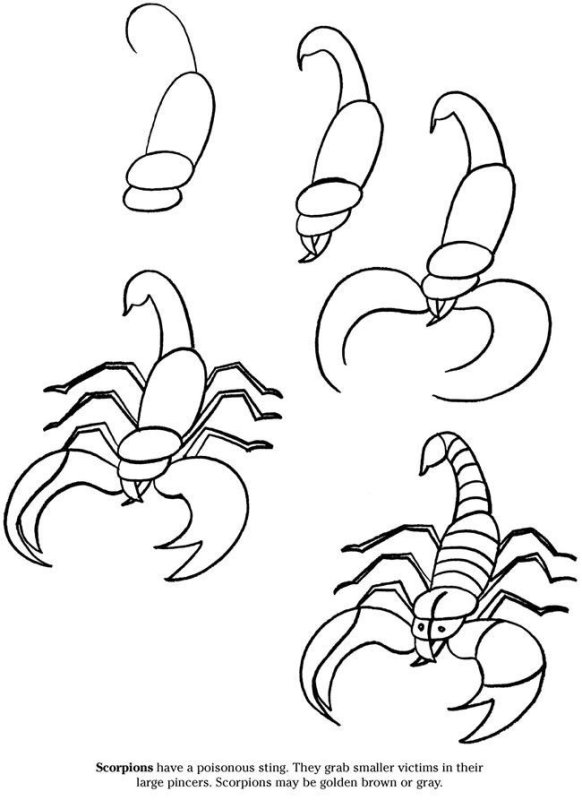 Скорпион для рисования