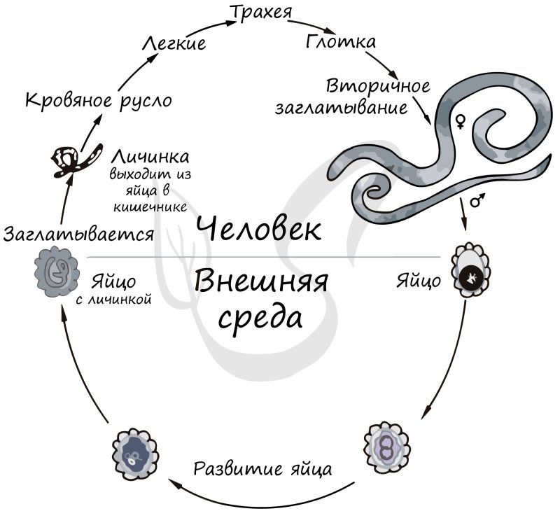 Жизненный цикл аскариды человеческой схема