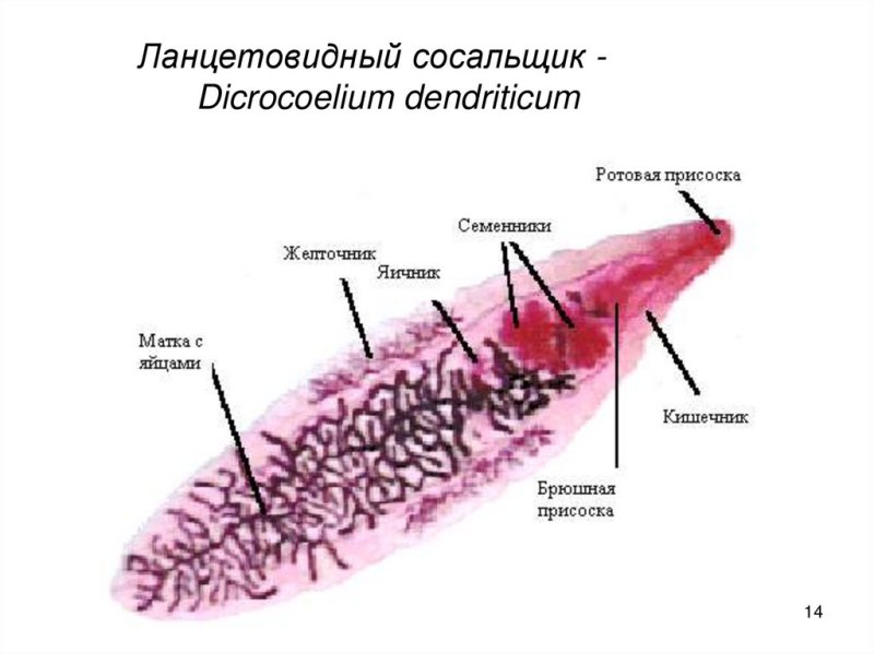 Ланцетовидный сосальщик строение