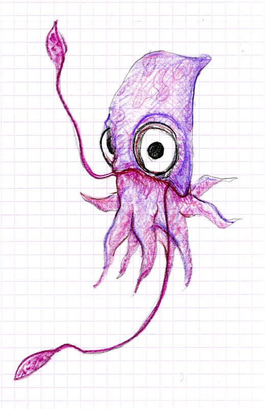 Кальмар рисунок