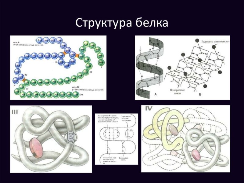 Схема строения белковых молекул