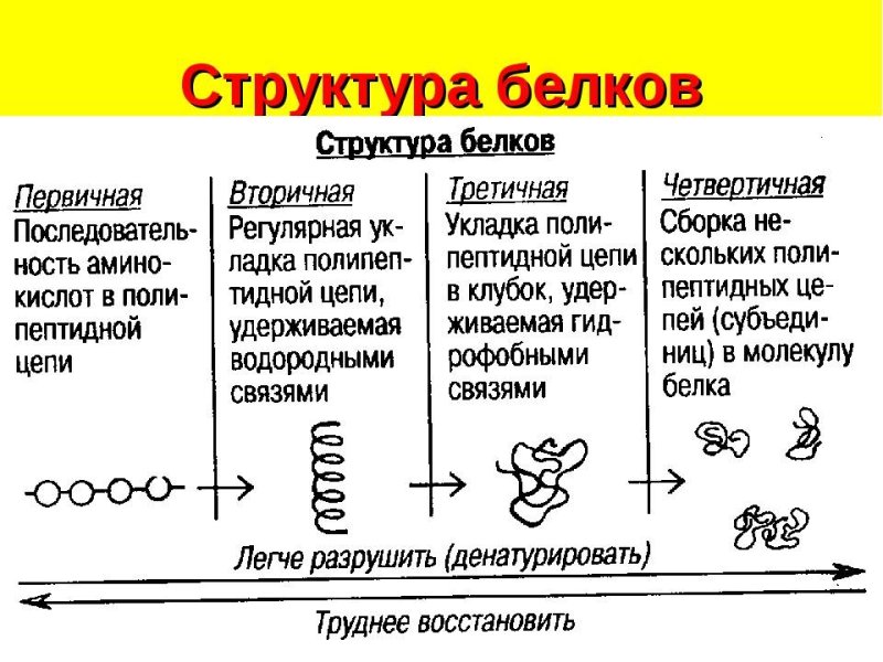 Тип связи первичной структуры белка