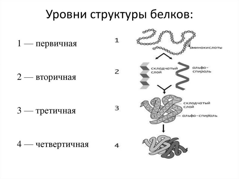 Схема уровней структурной организации белка