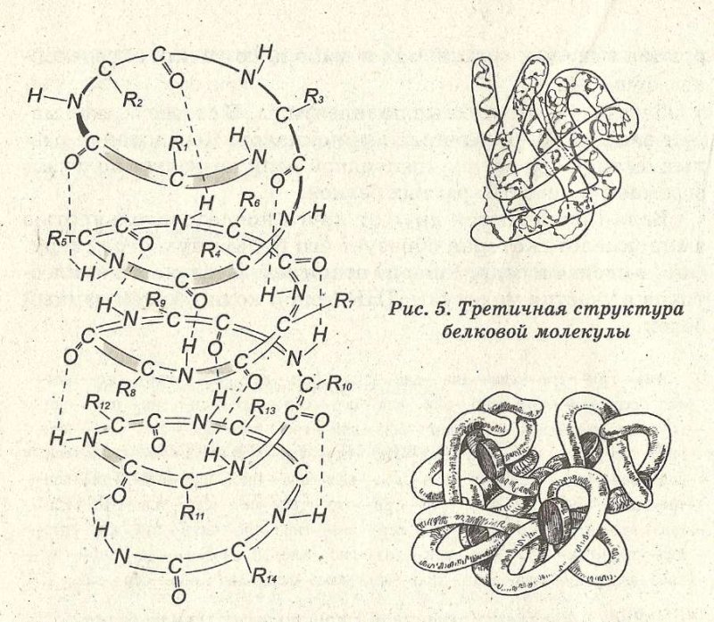 Третичная структура белки химия