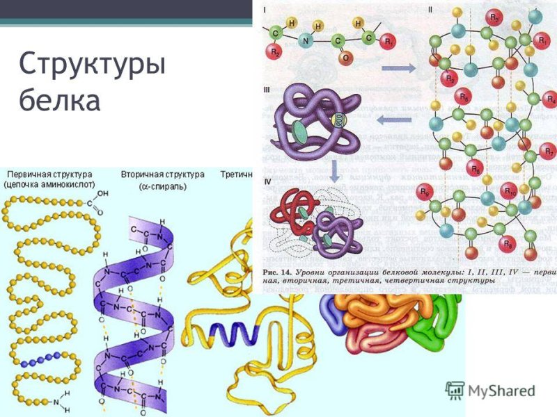 Белки строение