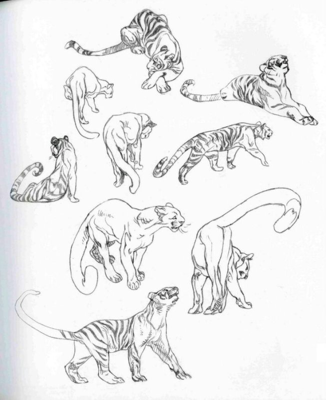 Позы для рисования Дикие кошки