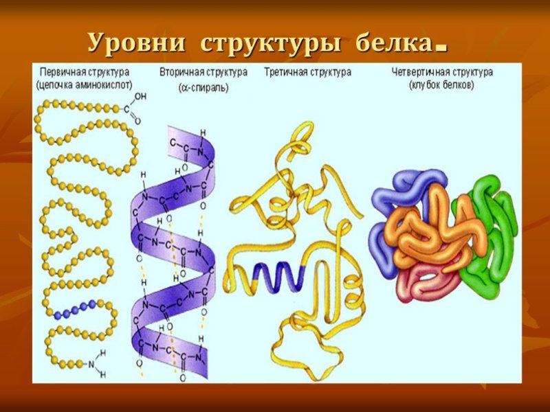 Первичная структура белка аминокислоты