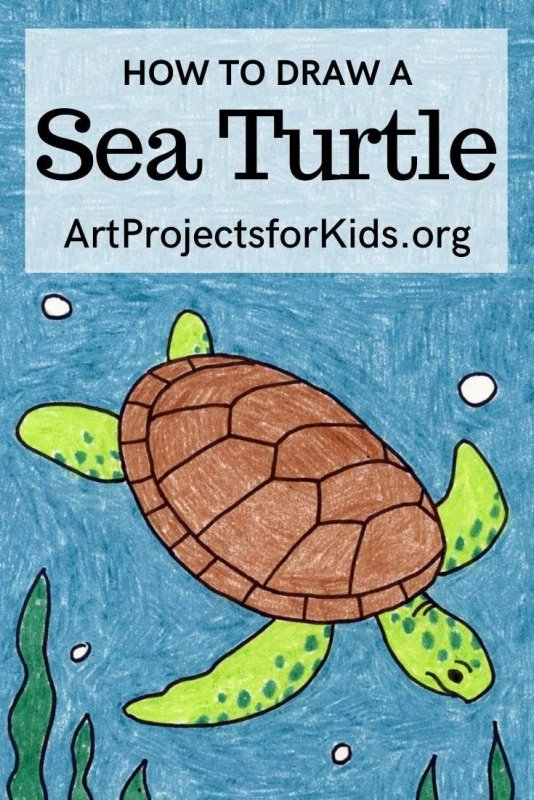 sea turtle