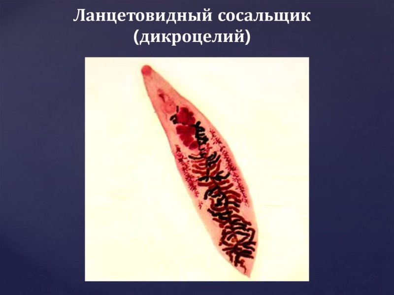 Марита ланцетовидного сосальщика