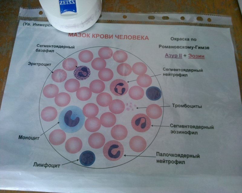 Клетки крови мазок гистология