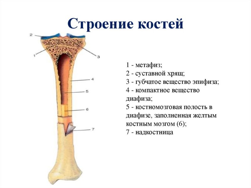 Трубчатая кость строение метафиз