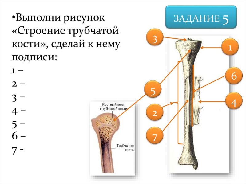 Строение трубчатой кости ОГЭ