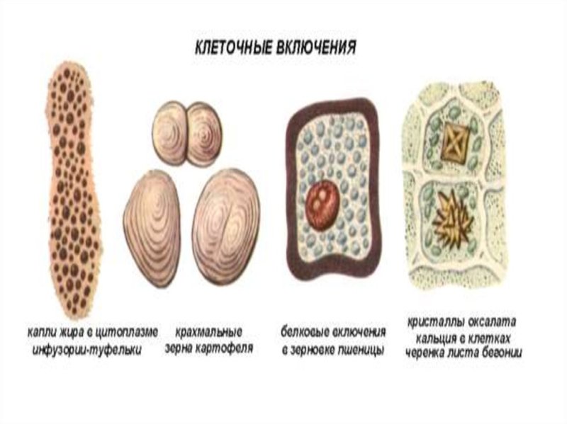 Клеточные включения