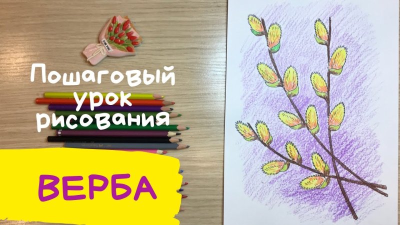 Верба рисунок для детей