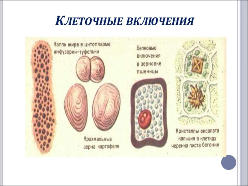 Включения клетки строение и функции