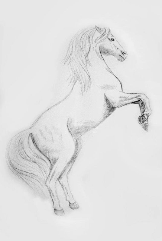 Лошадь рисунок карандашом