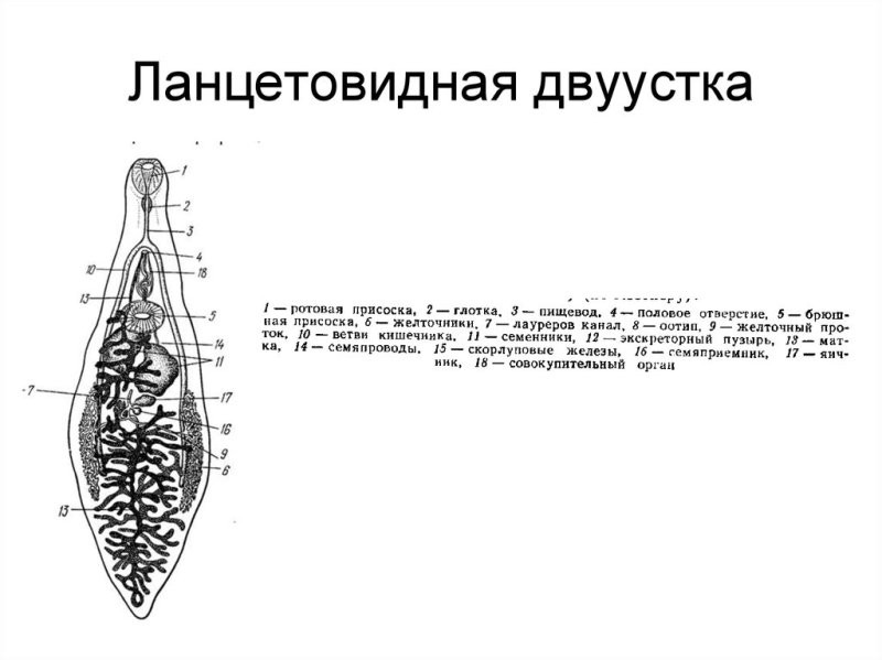 Органы ланцетовидного сосальщика