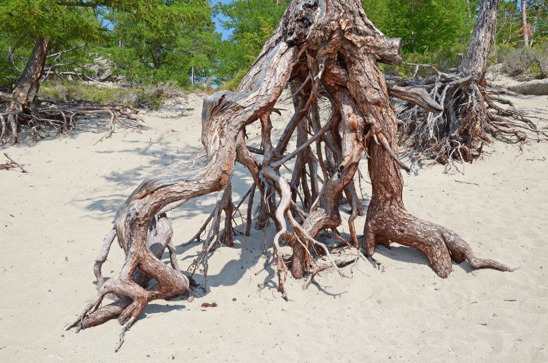 бухта песчаная ходульные деревья