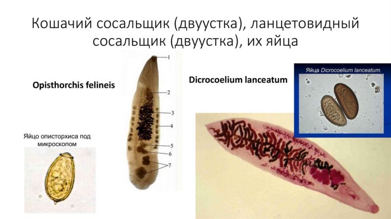 Яйца ланцетовидного сосальщика