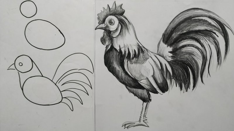 Рисование петушок