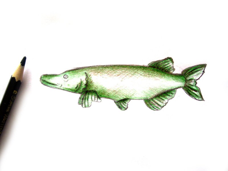 Щука для срисовки