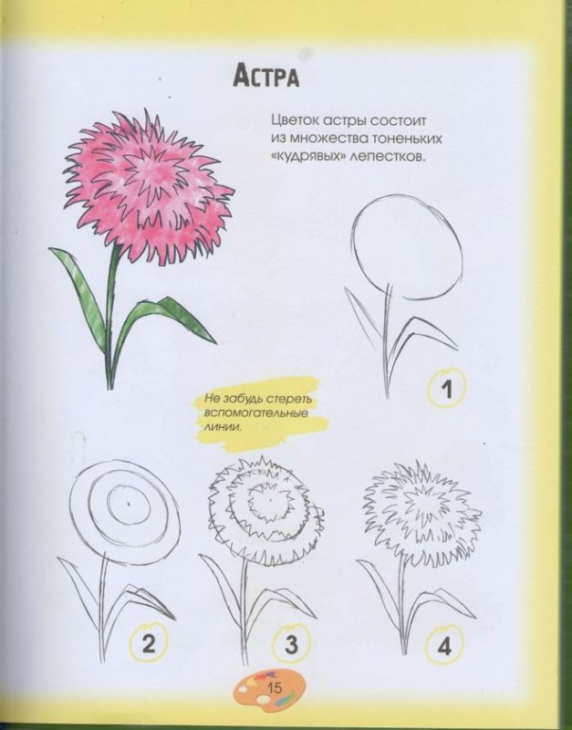 Как нарисовать астру