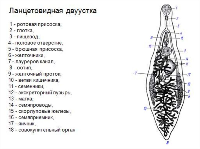 Схема строения ланцетовидной двуустки
