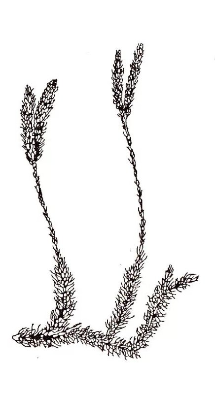 Плауны рисунок