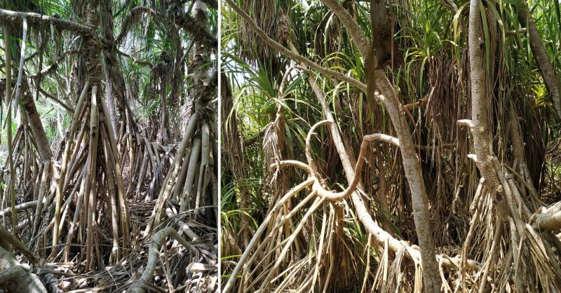 панданус корни