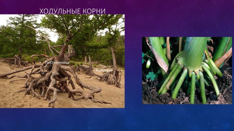 видоизменения корней ходульные корни