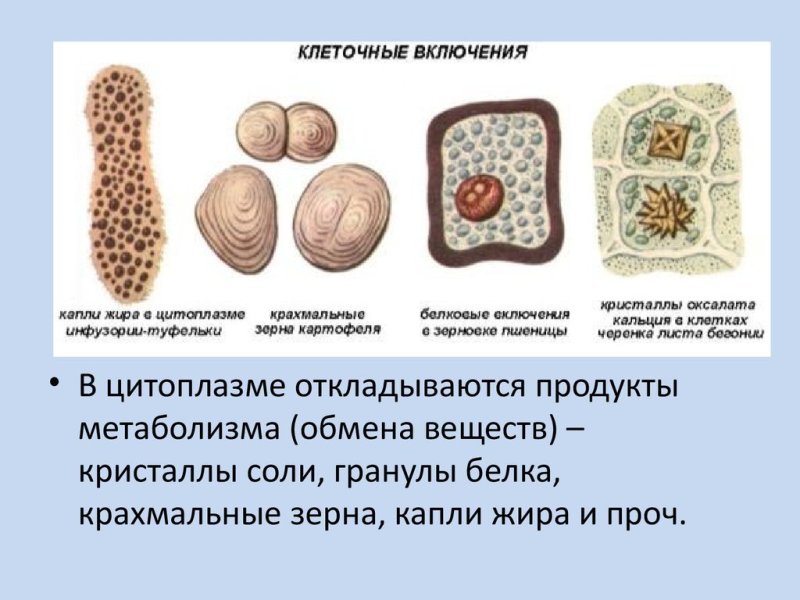 Включения цитоплазмы растительной клетки