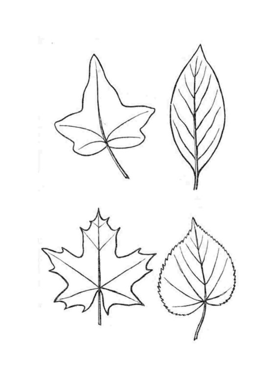 Листья для срисовки карандашом
