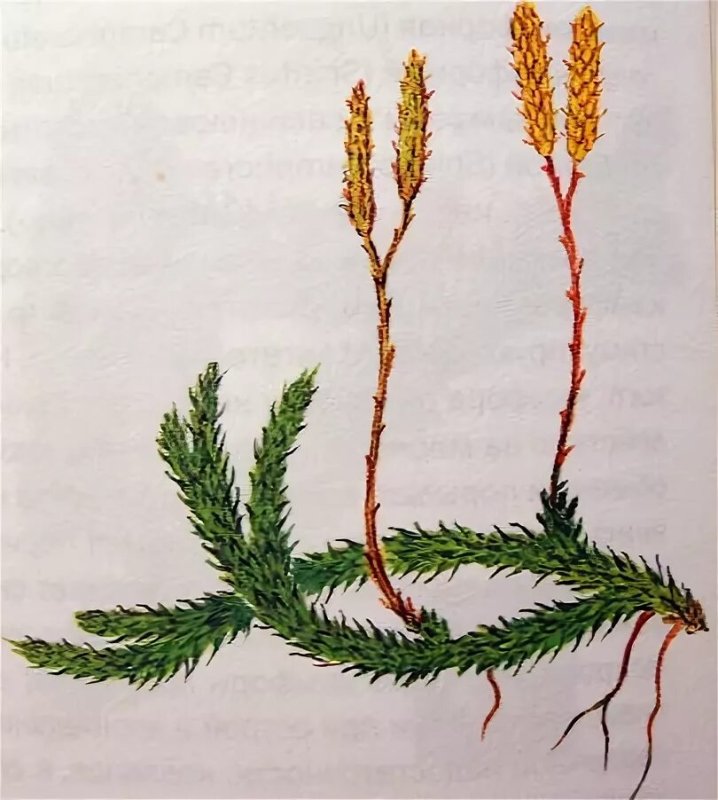 Плауны рисунок