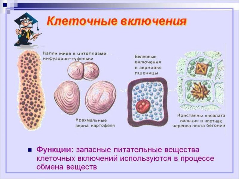 Клеточные включения функции кратко