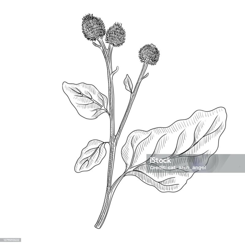 Лопух раскраска