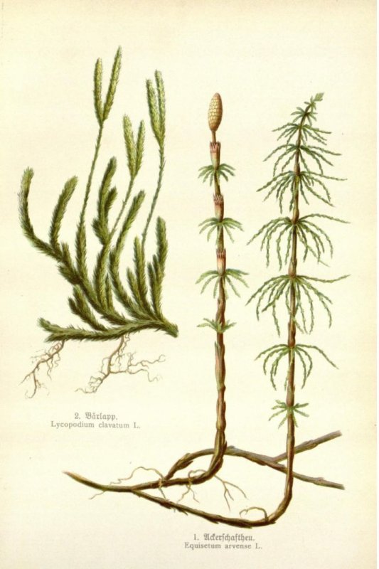 Хвощ полевой (Equisetum arvense)
