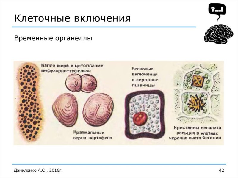 Клеточные включения строение и функции таблица